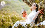 {ẢNH] Thiếu nữ Hà thành thướt tha áo dài bên đồi vải Lục Ngạn